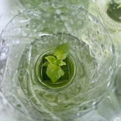 しそ大葉の水耕栽培