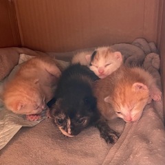 生後2週間程度 子猫３匹 【茶トラ白7月譲渡決定しました、…