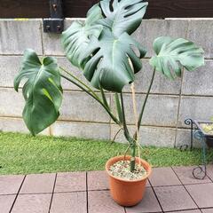 モンステラ
