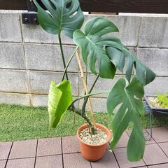 モンステラの画像