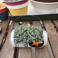 (お話し中)多肉植物　ダシフィツム