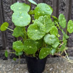 ウォーターコイン(ウォーターマッシュルーム) 水草 無農薬 根付...