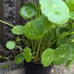 ウォーターコイン(ウォーターマッシュルーム) 水草 無農薬 根付き苗 めだかアクアリウム ビオトープの画像