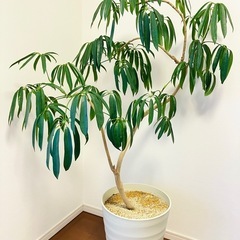 観葉植物 大型140cm シェフレラ ★お値引き可能