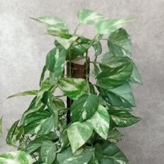 造花 人工観葉植物 ポトス 高さ約70cm 飾り 置物 自然 インテリア 鉢飾りの画像