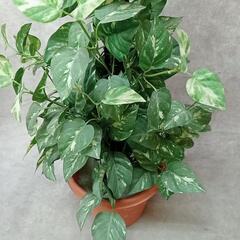 造花 人工観葉植物 ポトス 高さ約70cm 飾り 置物 自然 インテリア 鉢飾りの画像