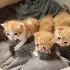 3匹の茶トラの子猫の里親募集（①の子はお話中）