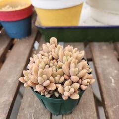 (お話し中)多肉植物　秀麗