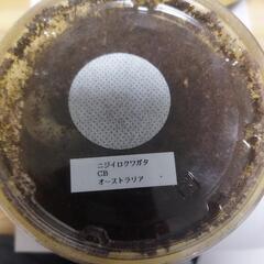 ニジイロクワガタ 幼虫3頭 セット