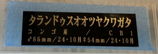 【即ブリ】タランドゥスオオツヤクワガタ ペア