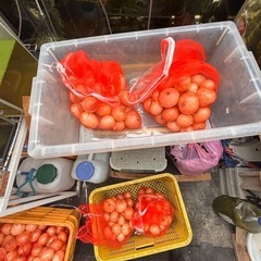 新玉ねぎ、選別もれ、SからMサイス、40個入り、2500円の画像