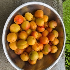 第3弾-朝どれ杏子約2.5kg差し上げます！