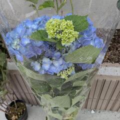 紫陽花