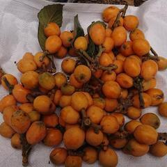 ^びわ 枇杷 ビワ BIWA fruits 100個 ⑦ 無農薬...