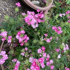 バーベナ　小さいながらも花が咲きました。の画像