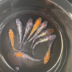 月華💐🌺 　9匹  めだか  メダカ