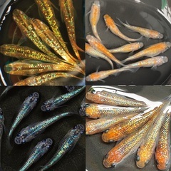 メダカの卵　お譲りいたします