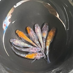 月華💐🌺8匹　スワロー入り‼️　めだか　メダカ　