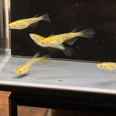 (決まりました)めだか レクリス3ペア+1