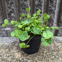 水草 ウォータークローバー 無農薬 根付き苗 めだかアクアリウム...