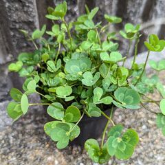 水草 ウォータークローバー 無農薬 根付き苗 めだかアクアリウム ビオトープの画像