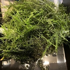 水草(マツモ、アナカリス、アマゾンフロッグピット、ウィローモス)&チェリーシュリンプの稚エビ10匹程度の画像