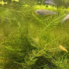 水草(マツモ、アナカリス、アマゾンフロッグピット、ウィローモス)...