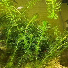 水草(マツモ、アナカリス、アマゾンフロッグピット、ウィローモス)&チェリーシュリンプの稚エビ10匹程度の画像