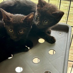 里親さん決まりました　黒猫さんの女の子2ヶ月姉妹 - 多気郡