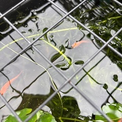 アナカリス　水草　 メダカ・ビオトープに！の画像