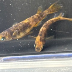 金閣1ペア
の画像