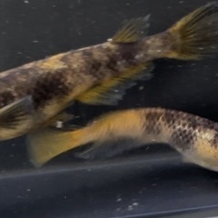 金閣1ペア
の画像