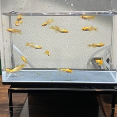 めだか　金華獣　まとめ売り