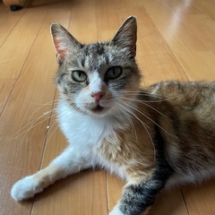 ミケ猫　ミーコ　里親募集 
