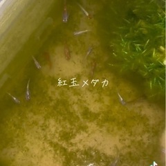 紅玉メダカの画像