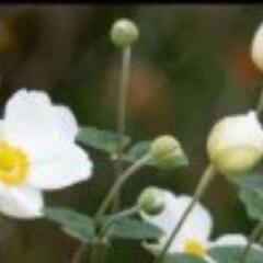 一重白色秋明菊苗
