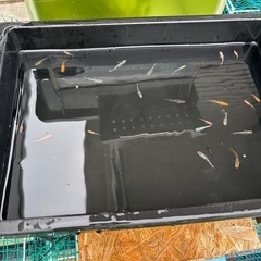 ミックス　メダカ