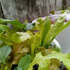 家庭菜園の野菜(準備中の為、まずは連絡をお願い致します。)