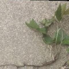 一重白色秋明菊苗　2本の画像
