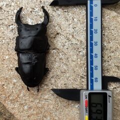【手渡し希望／（配送　要相談）】オオクワガタ（♂４頭） 
