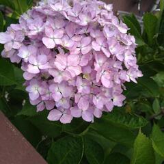 あじさいの切り花【お早めに！】