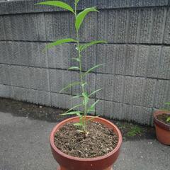 花桃の苗木  Ｎo2