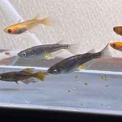 めだか　ミックス　12匹