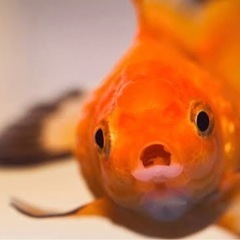 金魚下さい！