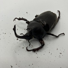 国産カブトムシ ♂2匹