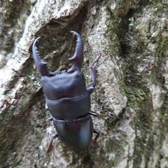 ヒラタクワガタ58mmペア オマケ付き