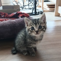 トラトラ兄弟　そっくりの双子