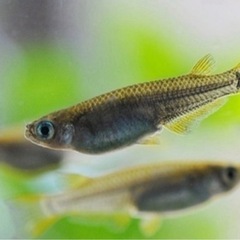メダカ20匹セット 数種類いれます‼️の画像