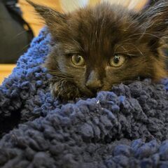 長毛黒猫の女の子 1ヶ月  おっとりさん