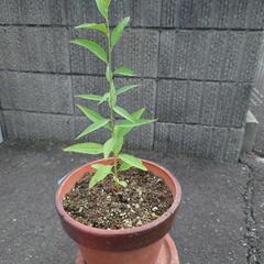 花桃の苗木  Ｎo4